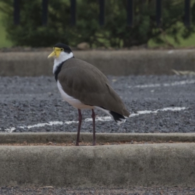 Vanellus miles (Masked Lapwing) at Holt, ACT - 13 Mar 2019 by Alison Milton