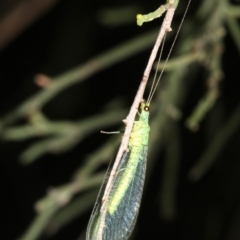 Mallada sp. (genus) (Green lacewing) at Mount Ainslie - 24 Feb 2019 by jb2602