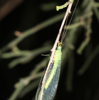 Mallada sp. (genus) (Green lacewing) at Mount Ainslie - 24 Feb 2019 by jb2602