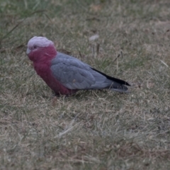 Eolophus roseicapilla (Galah) at Holt, ACT - 14 Mar 2019 by AlisonMilton