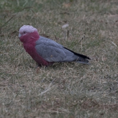 Eolophus roseicapilla (Galah) at Holt, ACT - 13 Mar 2019 by Alison Milton