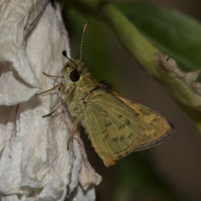 Ocybadistes walkeri (Green Grass-dart) at Higgins, ACT - 13 Mar 2019 by Alison Milton