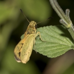 Ocybadistes walkeri at Higgins, ACT - 14 Mar 2019 08:49 AM