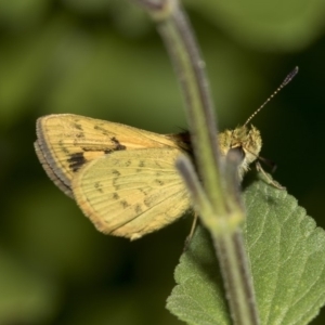 Ocybadistes walkeri at Higgins, ACT - 14 Mar 2019