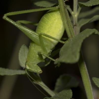 Caedicia sp. (genus) (Katydid) at Higgins, ACT - 13 Mar 2019 by AlisonMilton