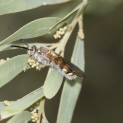 Radumeris tasmaniensis (Yellow Hairy Flower Wasp) at Higgins, ACT - 13 Mar 2019 by AlisonMilton