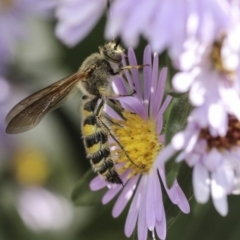 Radumeris tasmaniensis (Yellow Hairy Flower Wasp) at Higgins, ACT - 14 Mar 2019 by AlisonMilton