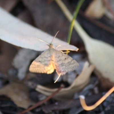 Scopula rubraria (Reddish Wave, Plantain Moth) at Red Hill Nature Reserve - 14 Mar 2019 by LisaH