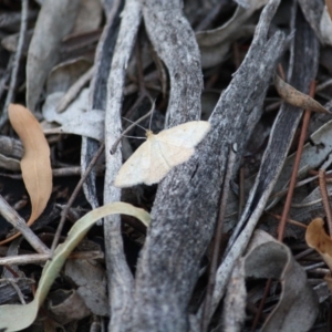 Scopula rubraria at Hughes, ACT - 14 Mar 2019