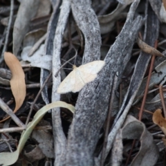 Scopula rubraria at Hughes, ACT - 14 Mar 2019