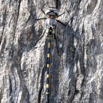 Cordulephya pygmaea (Common Shutwing) at Paddys River, ACT - 21 Feb 2019 by jbromilow50