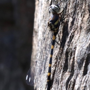 Cordulephya pygmaea at Paddys River, ACT - 21 Feb 2019 01:14 PM