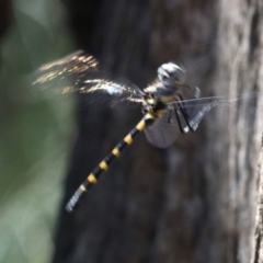 Cordulephya pygmaea at Paddys River, ACT - 21 Feb 2019