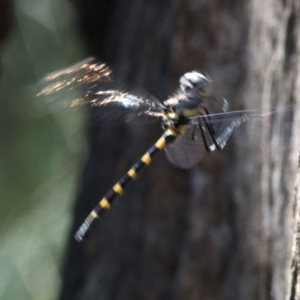 Cordulephya pygmaea at Paddys River, ACT - 21 Feb 2019 01:14 PM