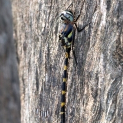 Cordulephya pygmaea at Paddys River, ACT - 21 Feb 2019 01:14 PM