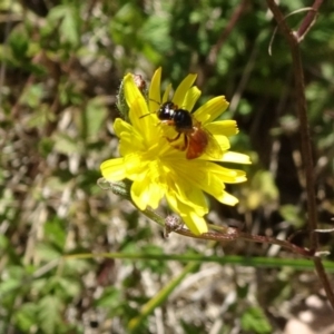 Exoneura sp. (genus) at Jagumba, NSW - 17 Feb 2019