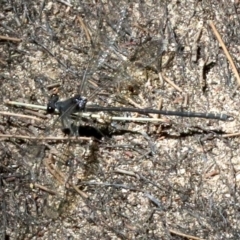 Austroargiolestes icteromelas (Common Flatwing) at Cotter Reserve - 21 Feb 2019 by jbromilow50