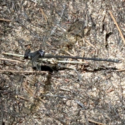 Austroargiolestes icteromelas (Common Flatwing) at Paddys River, ACT - 21 Feb 2019 by jb2602
