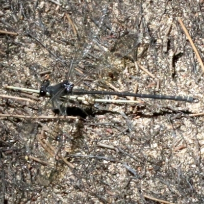 Austroargiolestes icteromelas (Common Flatwing) at Paddys River, ACT - 21 Feb 2019 by jbromilow50