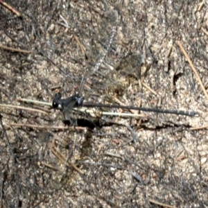 Austroargiolestes icteromelas at Paddys River, ACT - 21 Feb 2019