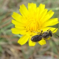 Lasioglossum (Chilalictus) lanarium (Halictid bee) at Ainslie, ACT - 4 Mar 2019 by JanetRussell