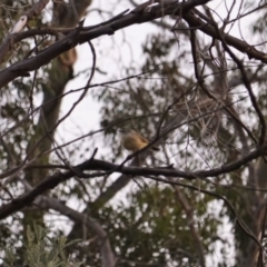 Acanthiza chrysorrhoa (Yellow-rumped Thornbill) at Red Hill Nature Reserve - 13 Mar 2019 by JackyF