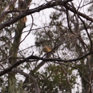 Acanthiza chrysorrhoa at Deakin, ACT - 13 Mar 2019 07:16 PM