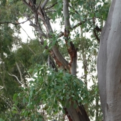 Callocephalon fimbriatum (Gang-gang Cockatoo) at Hughes, ACT - 14 Mar 2019 by JackyF