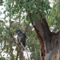 Callocephalon fimbriatum at Hughes, ACT - 14 Mar 2019