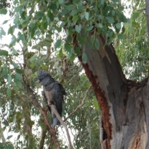 Callocephalon fimbriatum at Hughes, ACT - suppressed