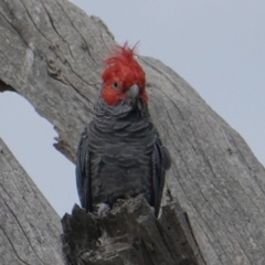 Callocephalon fimbriatum (Gang-gang Cockatoo) at Hughes, ACT - 14 Mar 2019 by JackyF