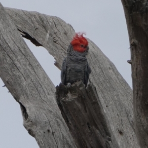 Callocephalon fimbriatum at Hughes, ACT - 14 Mar 2019