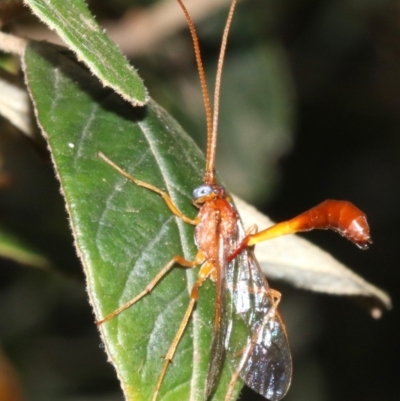 Netelia sp. (genus) (An Ichneumon wasp) at Cotter Reserve - 21 Feb 2019 by jbromilow50