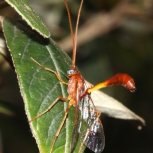 Netelia sp. (genus) at Paddys River, ACT - 21 Feb 2019