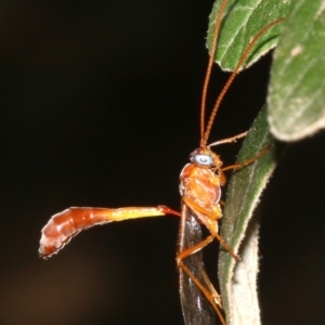 Netelia sp. (genus) at Paddys River, ACT - 21 Feb 2019 01:23 PM