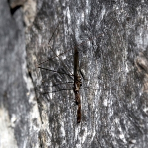 Leistarches serripes at Acton, ACT - 10 Mar 2019 10:11 PM