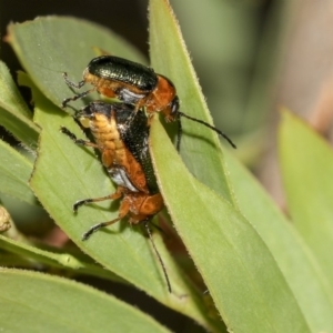 Aporocera (Aporocera) consors at Higgins, ACT - 14 Mar 2019