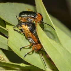 Aporocera (Aporocera) consors at Higgins, ACT - 14 Mar 2019