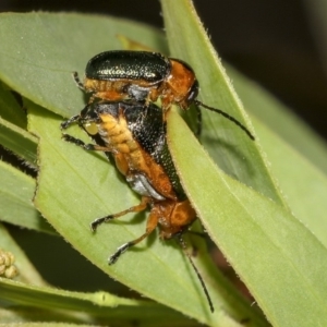 Aporocera (Aporocera) consors at Higgins, ACT - 14 Mar 2019