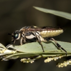 Pseudoperga guerinii (A sawfly) at Higgins, ACT - 14 Mar 2019 by AlisonMilton