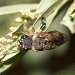 Pergidae sp. (family) at Higgins, ACT - 14 Mar 2019