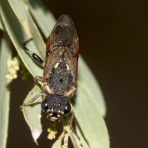 Pergidae sp. (family) at Higgins, ACT - 14 Mar 2019