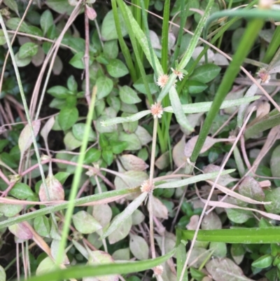 Alternanthera denticulata (Lesser Joyweed) at Molonglo Valley, ACT - 14 Mar 2019 by JaneR