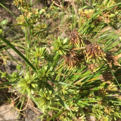 Cyperus eragrostis (Umbrella Sedge) at Molonglo River Reserve - 14 Mar 2019 by JaneR