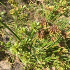 Cyperus eragrostis (Umbrella Sedge) at Molonglo Valley, ACT - 14 Mar 2019 by JaneR