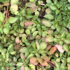 Ludwigia palustris (Marsh Purslane) at Molonglo River Reserve - 14 Mar 2019 by JaneR