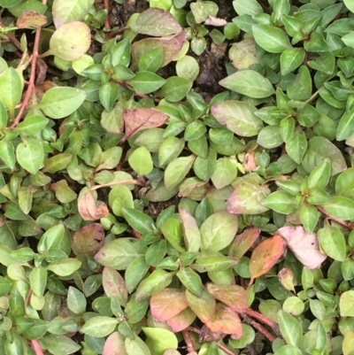 Ludwigia palustris (Marsh Purslane) at Molonglo Valley, ACT - 14 Mar 2019 by JaneR