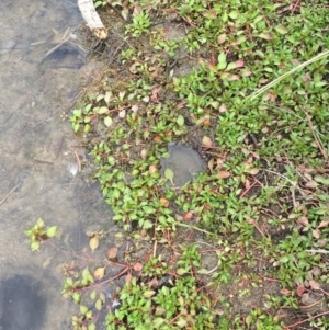 Ludwigia palustris at Molonglo River Reserve - 14 Mar 2019