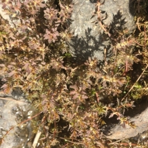 Myriophyllum verrucosum at Molonglo River Reserve - 14 Mar 2019