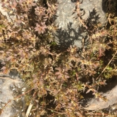 Myriophyllum verrucosum (Red Water-milfoil) at Molonglo River Reserve - 14 Mar 2019 by JaneR